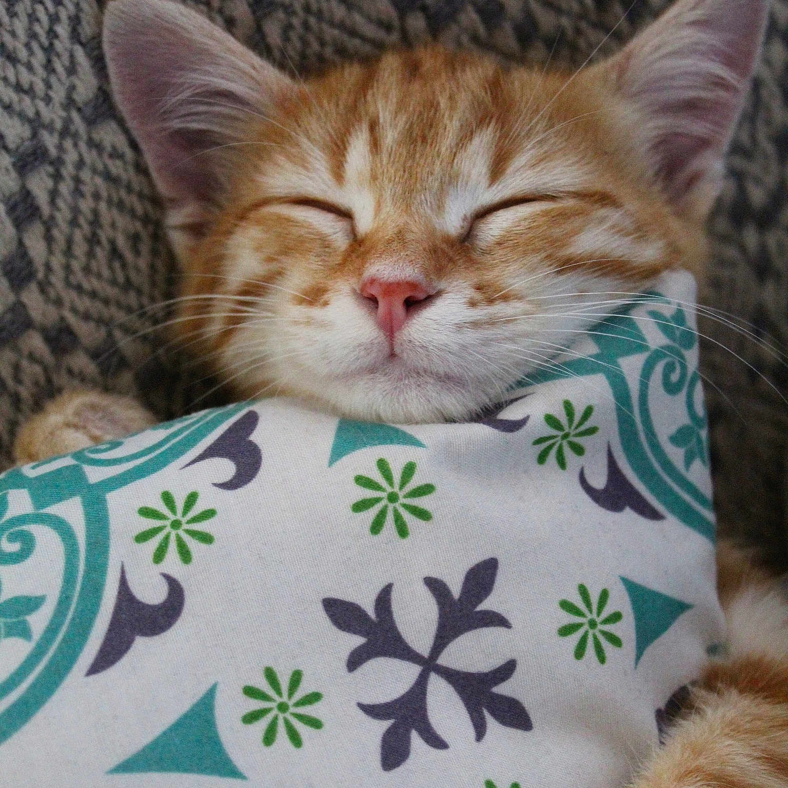 Simba participe au concours pour gagner de l'argent avec cette photo : abyssinian, animal, blanket, canine, cat, couch, cushion, dog, furniture, homedecor, kitten, linen, manx, pattern, person, pet, pillow, plant, quilt, sleeping