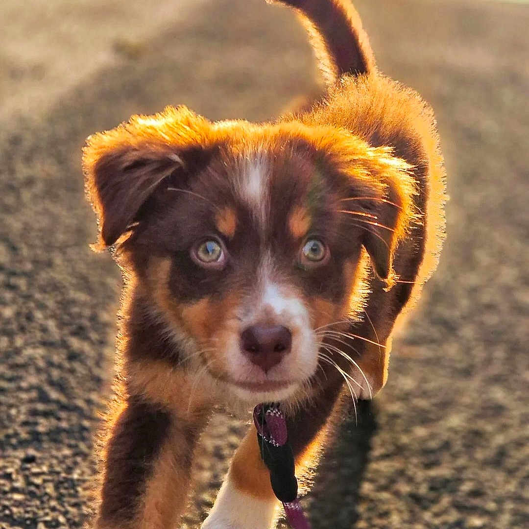 Violette participe au concours pour gagner de l'argent avec cette photo : accessories, animal, canine, cat, cockerspaniel, dog, goldenretriever, hound, husky, kitten, leash, nature, outdoors, papillon, person, pet, puppy, sky, strap, walkingdog