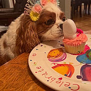 Penny joined the competition — help win amazing prizes! animal, birthday, brown_and_white, celebration, closeup, cupcake, cute, decor, dog, domestic, festive, flower, food, headband, indoor, pet, plate, sniffing, table, wooden_table