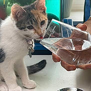 Wasabi joined the competition — help win amazing prizes! kitten, cat, water, glass, hand, collar, bell, table, indoor, pet, animal, curious, drinking, closeup, domestic, feline, young, white, tabby, cute