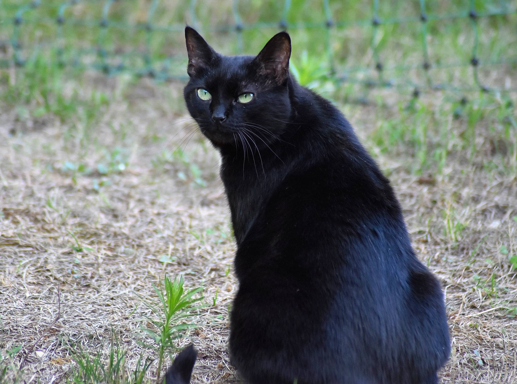 Roxane participe au concours pour gagner de l'argent avec cette photo : black_cat, bombay, carnivore, cat, domestic_short_haired_cat, eye, felidae, fur, grass, plant, sitting, small_to_medium_sized_cats, snout, tail, terrestrial_animal, tree, whiskers, wildlife