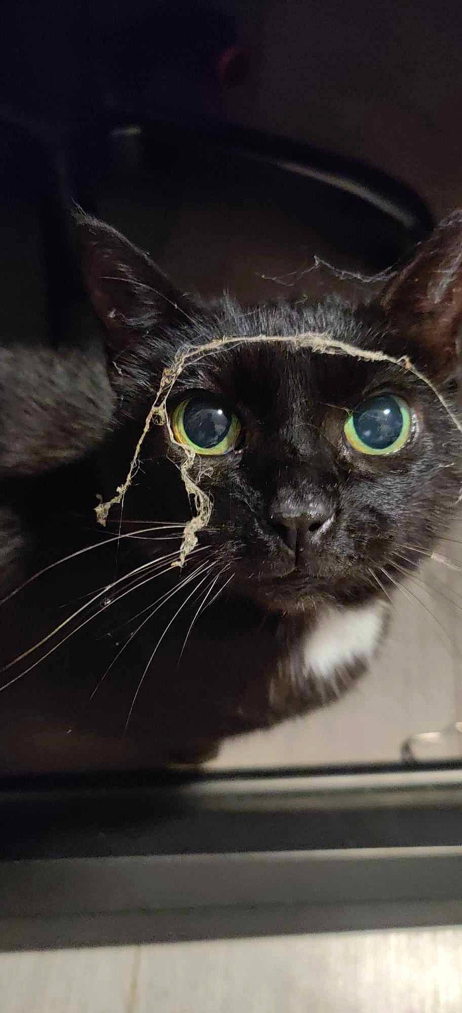 Roxane a rejoint le concours — aidez-le/la à gagner de superbes lots ! black_cat, bombay, carnivore, cat, darkness, domestic_short_haired_cat, electric_blue, eye, felidae, fur, head, small_to_medium_sized_cats, snout, terrestrial_animal, whiskers