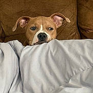 Stormi joined the competition — help win amazing prizes! animal, blanket, brown, canine, comfort, couch, cozy, dog, domestic, ears, expression, face, fur, home, indoor, looking, pet, relaxing, resting, snuggled