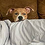 animal, blanket, brown, canine, comfort, couch, cozy, dog, domestic, ears, expression, face, fur, home, indoor, looking, pet, relaxing, resting, snuggled