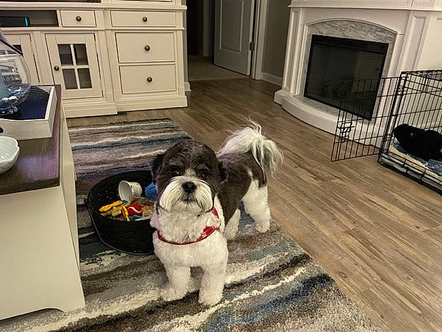 Oreo is registered to the contest to win money with this photo: black, cabinetry, carnivore, chest_of_drawers, companion_dog, countertop, cupboard, dog, dog_breed, drawer, floor, flooring, hardwood, home_appliance, kitchen, kitchen_appliance, toy_dog, white, wood, working_animal