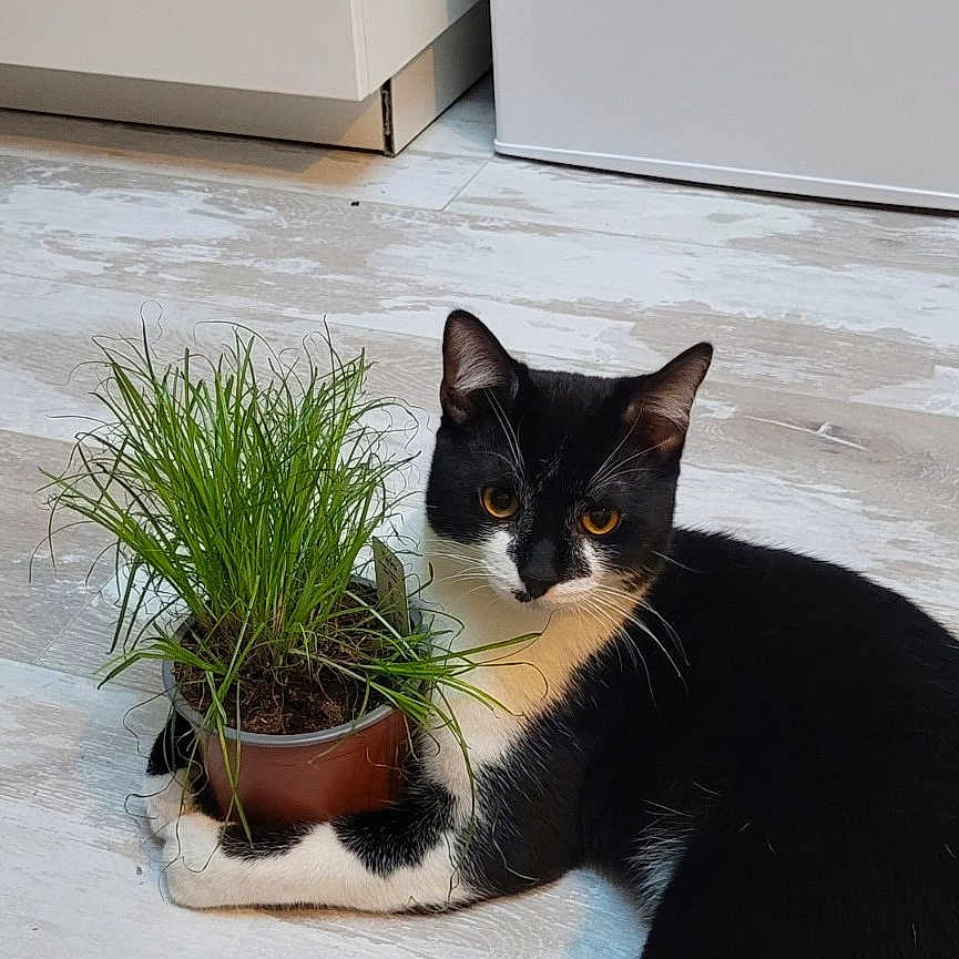 Joris participe au concours pour gagner de l'argent avec cette photo : animal, cat, flower, hardwood, herbal, herbs, indoors, interiordesign, jar, kitten, manx, pet, plant, planter, pottedplant, pottery, vase, window, windowsill, wood