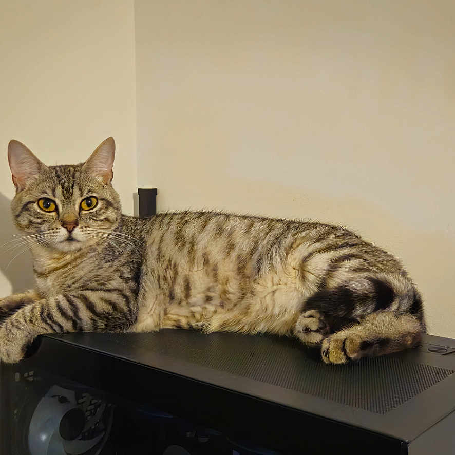 Mira a rejoint le concours — aidez-le/la à gagner de superbes lots ! abyssinian, alloywheel, animal, car, carwheel, cat, computerhardware, electronics, hardware, kitten, machine, manx, monitor, pet, plywood, screen, shelf, speaker, spoke, wood