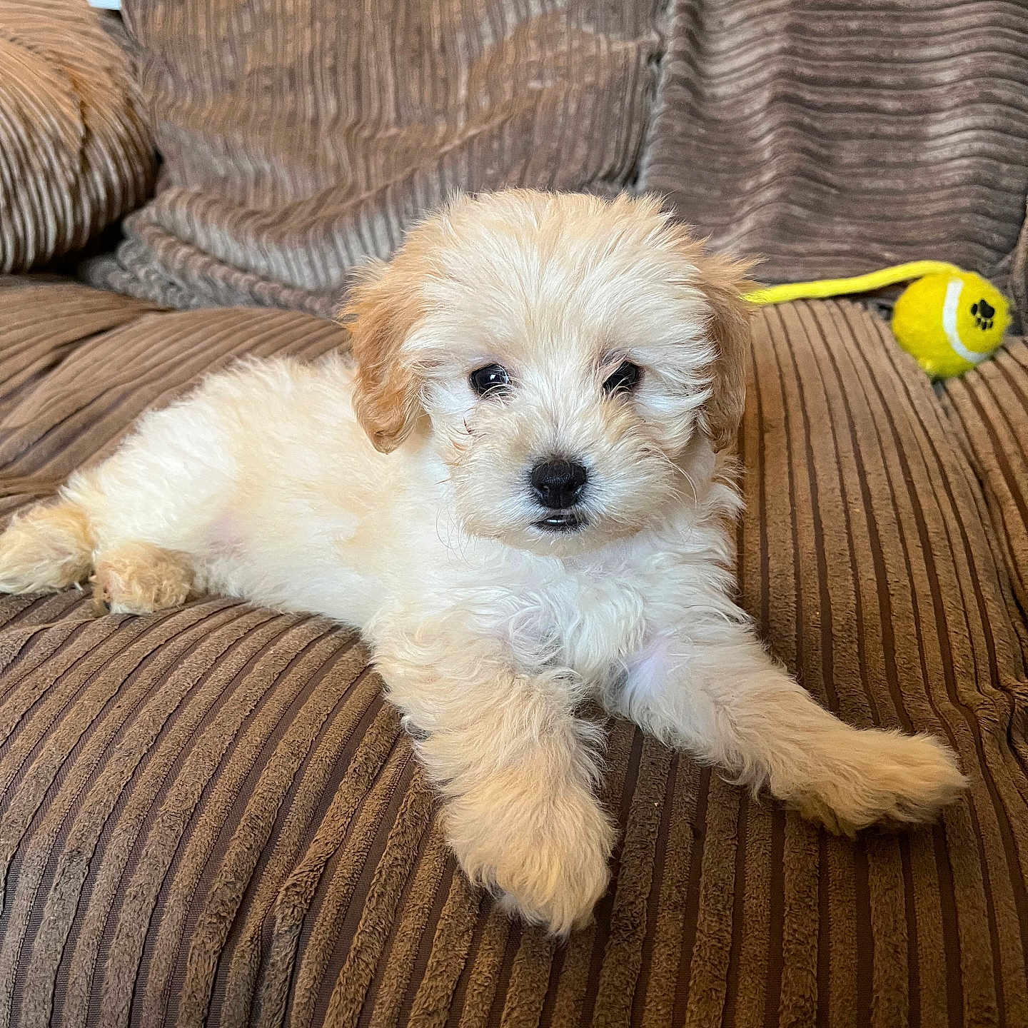 Poppy is registered to the contest to win money with this photo: animal, architecture, ball, building, canine, couch, cushion, dog, furniture, homedecor, indoors, interiordesign, livingroom, pet, puppy, room, sport, tennis, tennisball, terrier