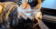 Daisy is registered to the contest to win money with this photo: calico_cat, cat, close_up, collar, comfortable, couch, domestic, ears, feline, fur, green_eyes, home, id_tag, indoor, lap, paws, pet, portrait, relaxed, whiskers