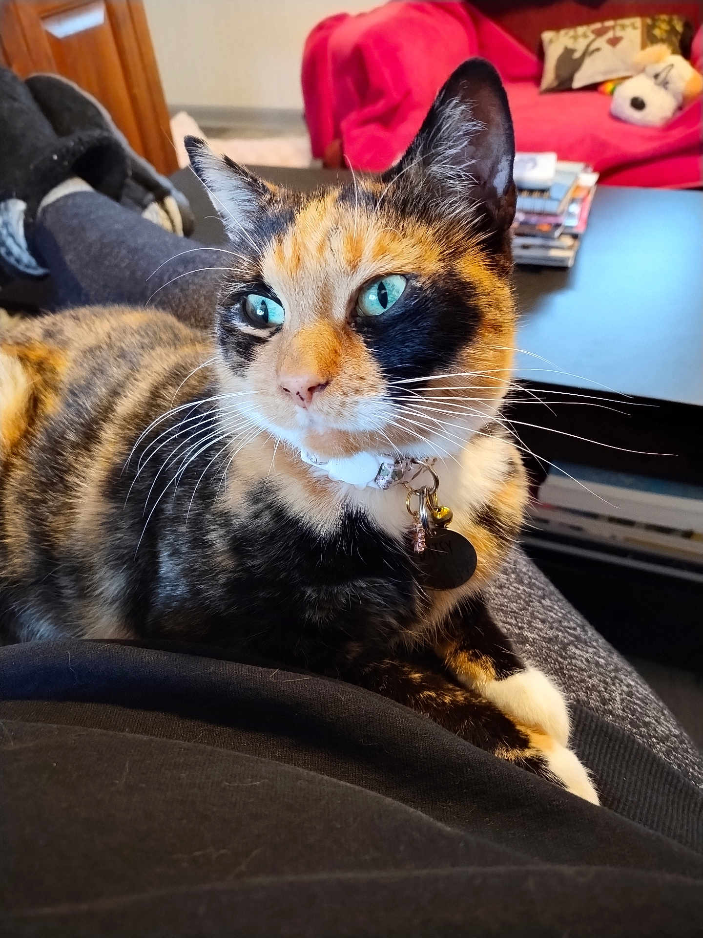 Daisy is registered to the contest to win money with this photo: cat, calico_cat, pet, feline, green_eyes, whiskers, collar, id_tag, close_up, indoor, couch, lap, relaxed, fur, portrait, ears, paws, home, domestic, comfortable