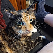 Daisy joined the competition — help win amazing prizes! animal, cat, close_up, companion, cozy, fur, furniture, green_eyes, home, indoor, looking_up, person_leg, pet, quilted_surface, relaxed, sitting, sock, tortoiseshell_cat, whiskers, wood