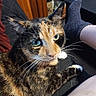 animal, cat, close_up, companion, cozy, fur, furniture, green_eyes, home, indoor, looking_up, person_leg, pet, quilted_surface, relaxed, sitting, sock, tortoiseshell_cat, whiskers, wood