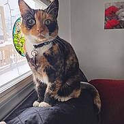 Daisy is registered to the contest to win money with this photo: cat, calico, window, indoor, pet, feline, quilted_surface, collar, green_eyes, stained_glass, decor, painting, wall, curious, sitting, whiskers, tail, natural_light, closeup, domestic_animal