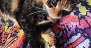 Daisy is registered to the contest to win money with this photo: animal, bedding, blanket, cat, close_up, colorful, cozy, fur, home, indoor, patterned_textile, paw, pet, portrait, relaxed, resting, sleepy, soft_texture, tortoiseshell_cat, whiskers
