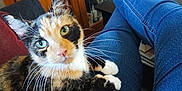 Daisy joined the competition — help win amazing prizes! blue_jeans, cabinet, calico_cat, casual_clothing, cat, close_up, cozy, curious, furniture, green_eyes, home, indoor, lap, legs, person, pet, relaxing, socks, whiskers, wooden_cabinet