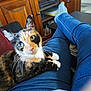 cat, calico_cat, pet, lap, blue_jeans, socks, indoor, cabinet, furniture, wooden_cabinet, green_eyes, whiskers, relaxing, cozy, person, legs, casual_clothing, home, curious, close_up