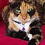 cat, calico, feline, pet, collar, bell, green_eyes, paw, whiskers, fur, relaxed, indoor, blanket, red, closeup, animal, cute, laying, portrait, domestic