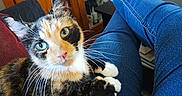 Daisy joined the competition — help win amazing prizes! blue_eye, calico_cat, casual_clothing, cat, closeup, cozy, domestic_animal, furniture, green_eye, heterochromia, house, indoor, jeans, lap, person, pet, relaxing, sitting, whiskers, wooden_cabinet