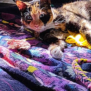 Daisy is registered to the contest to win money with this photo: animal, blanket, calico, cat, closeup, colorful, cozy, curious, domestic, feline, fur, indoor, pattern, paw, pet, relaxed, resting, sunlight, toy, whiskers