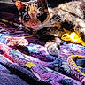 animal, blanket, calico, cat, closeup, colorful, cozy, curious, domestic, feline, fur, indoor, pattern, paw, pet, relaxed, resting, sunlight, toy, whiskers