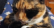 Daisy is registered to the contest to win money with this photo: animal, bell, calico_cat, cat, close_up, collar, comfortable, cozy, cute, domestic_animal, fabric, feline, floral_pattern, fur, indoor, lap, pet, relaxed, resting, whiskers