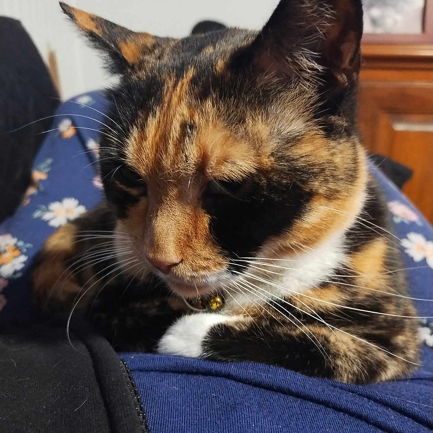 Daisy