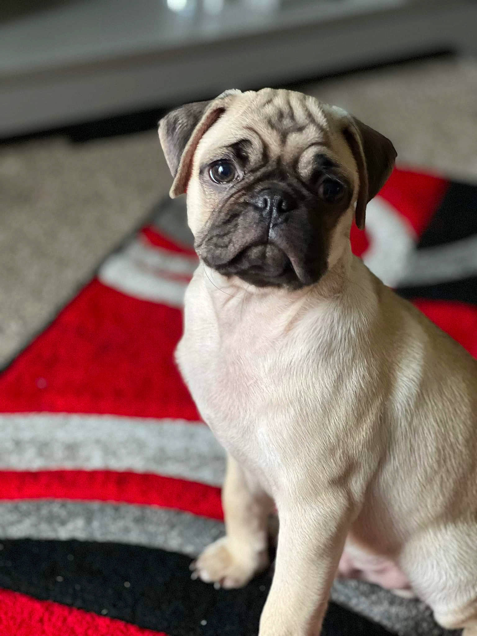 Motley is registered to the contest to win money with this photo: ancient_dog_breeds, canidae, carmine, carnivore, collar, companion_dog, dog, dog_breed, dog_collar, fawn, flooring, non_sporting_group, pug, snout, sporting_group, terrestrial_animal, toy_dog, whiskers, working_animal, wrinkle