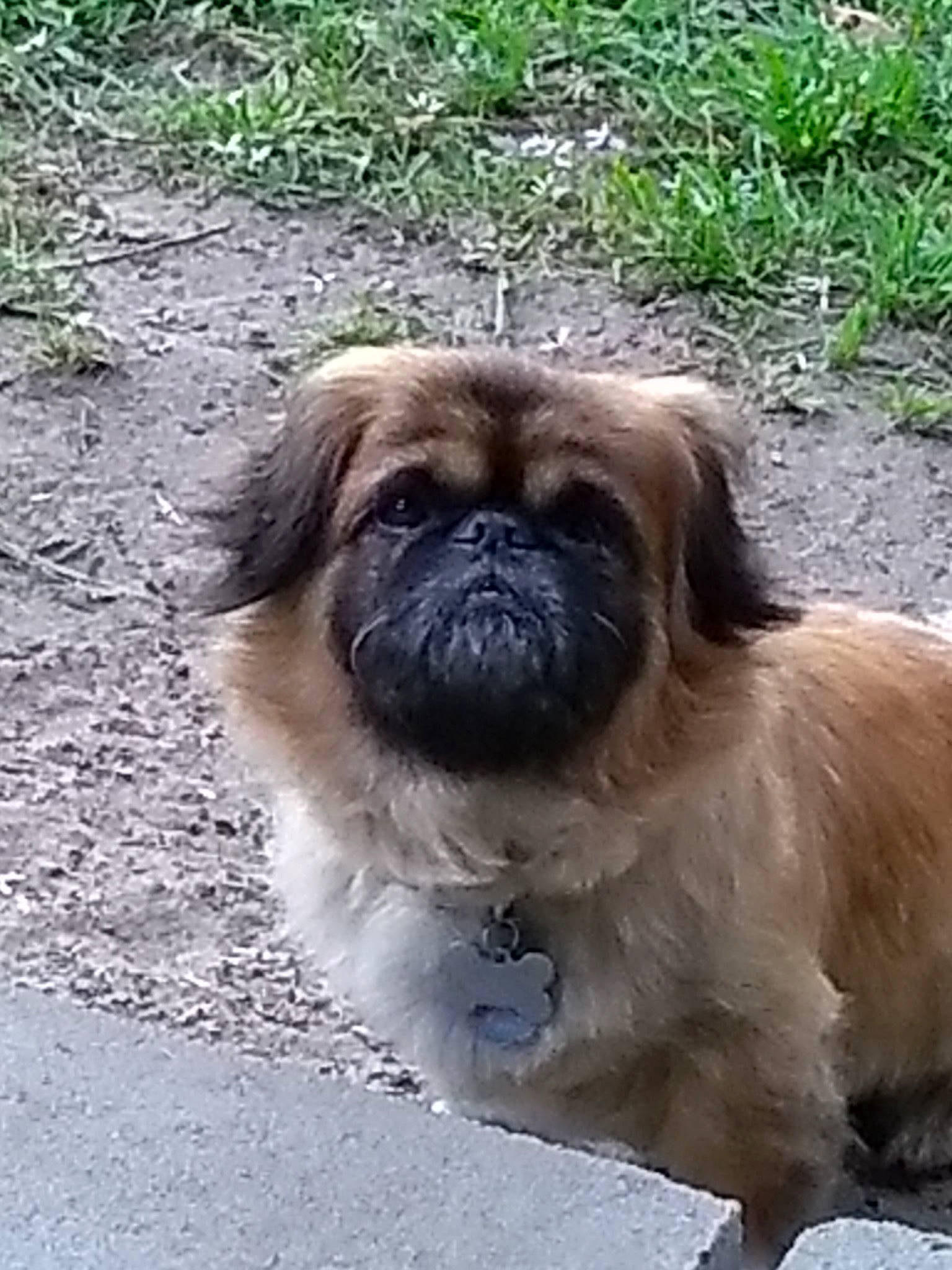 Twix joined the competition — help win amazing prizes! canidae, carnivore, companion_dog, dog, dog_breed, eye, fawn, fur, grass, head, liver, plant, pug, snout, sporting_group, terrestrial_animal, toy_dog, whiskers, working_animal, wrinkle