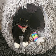 Lola is registered to the contest to win money with this photo: cat, black_and_white, collar, pink_collar, cat_cave, shaggy, gray, toy, colorful_toy, indoor, pet, feline, whiskers, paws, cozy, curious, carpet, relaxed, cute, animal