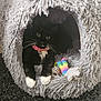 cat, black_and_white, collar, pink_collar, cat_cave, shaggy, gray, toy, colorful_toy, indoor, pet, feline, whiskers, paws, cozy, curious, carpet, relaxed, cute, animal