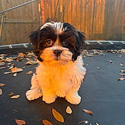 Jackie is registered to the contest to win money with this photo: adorable, animal, autumn, black_and_white, cute, dog, fall, fence, fluffy, fur, leaves, nature, outdoor, pet, puppy, sitting, small_dog, sunset_light, trampoline, young_dog