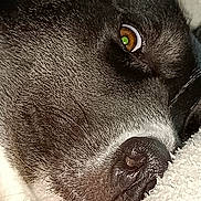 Hera participe au concours pour gagner de l'argent avec cette photo : animal, brown_eye, canine, close_up, comfort, dog, domestic, eye, face, fur, muzzle, nose, pet, portrait, relaxed, resting, sleepy, soft_texture, whiskers, white_fabric