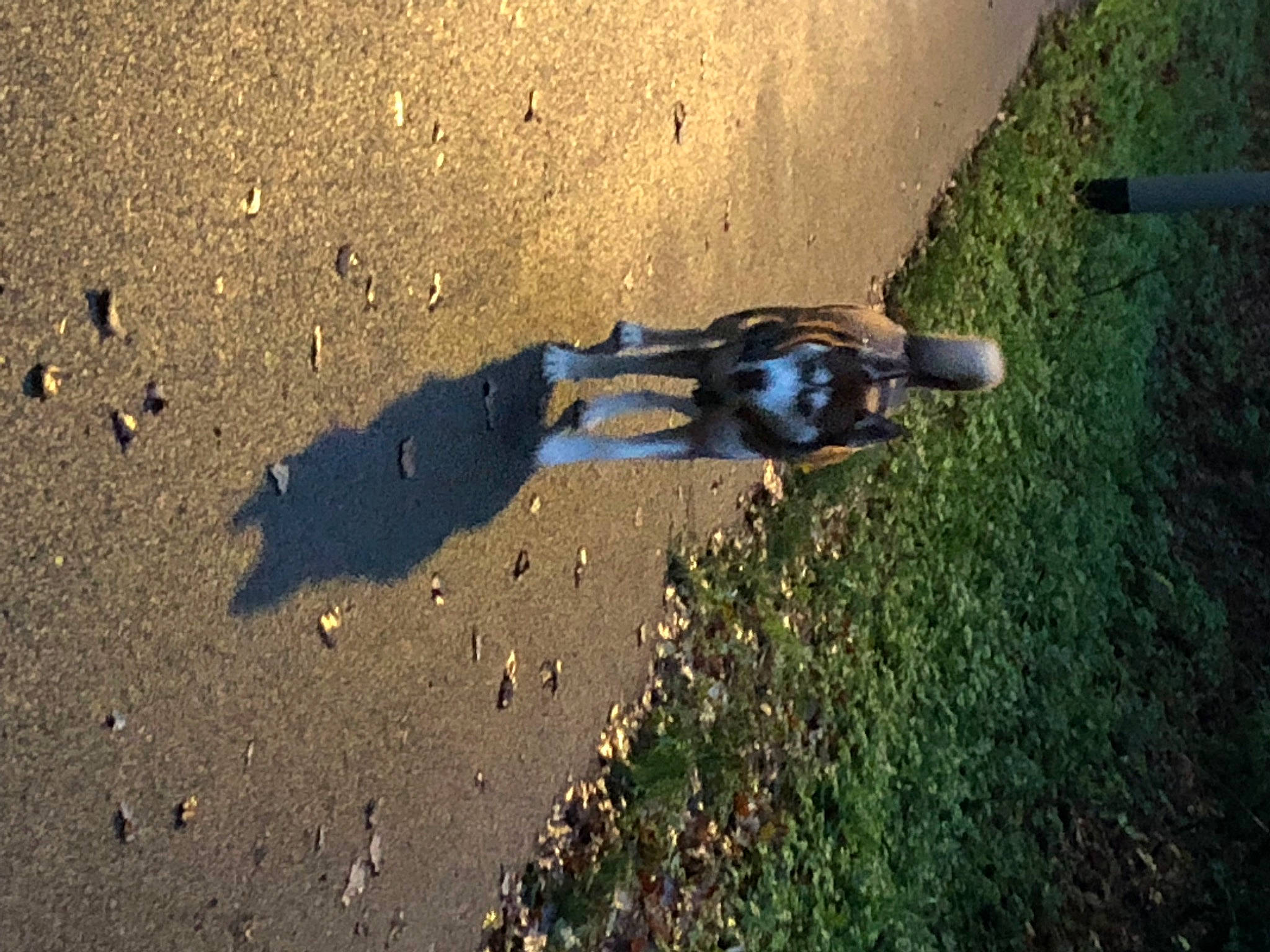 Yumiiiii participe au concours pour gagner de l'argent avec cette photo : asphalt, beach, electric_blue, foot, footprint, grass, human_leg, landscape, people_in_nature, pollution, road, road_surface, sand, shadow, sidewalk, soil, sunlight, tar, tints_and_shades, water