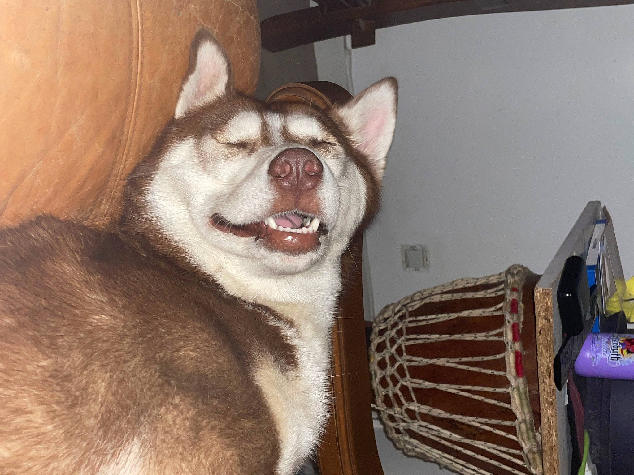 Yumiiiii a rejoint le concours — aidez-le/la à gagner de superbes lots ! art, canis, carnivore, companion_dog, dog, dog_breed, fang, felidae, fur, jaw, painting, picture_frame, siberian_husky, sled_dog, small_to_medium_sized_cats, snout, terrestrial_animal, whiskers, wolf, yawn