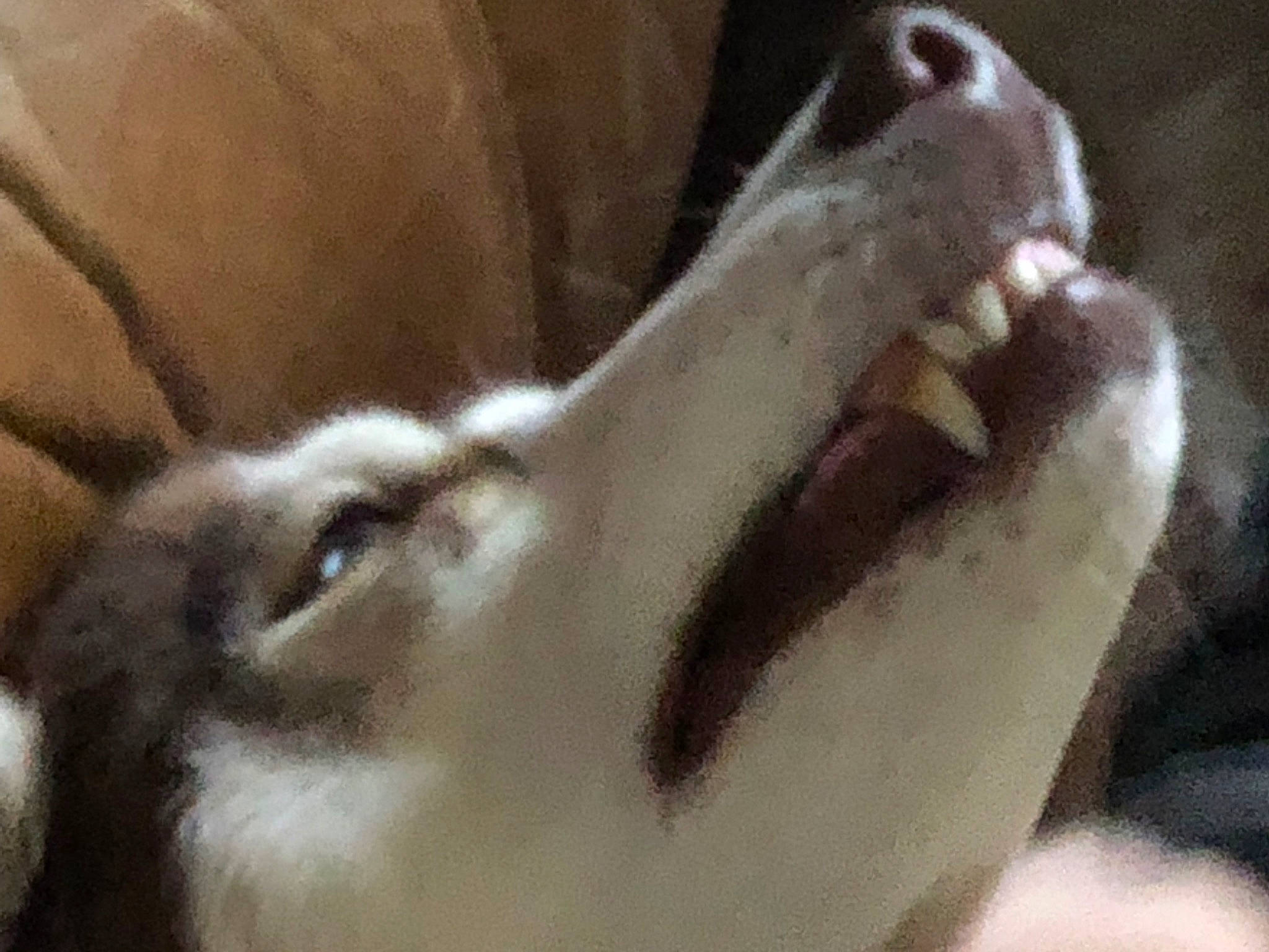 Yumiiiii a rejoint le concours — aidez-le/la à gagner de superbes lots ! dairy, dog_breed, eyelash, fawn, fur, jaw, livestock, pack_animal, snout, terrestrial_animal, whiskers, wildlife, working_animal