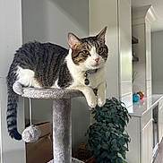 Chicken is registered to the contest to win money with this photo: cat, tabby, white, pet, indoor, cat_tree, feline, animal, plant, home, relaxed, leisure, fur, whiskers, collar, toy, gray, curious, domestic, resting