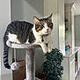 cat, tabby, white, pet, indoor, cat_tree, feline, animal, plant, home, relaxed, leisure, fur, whiskers, collar, toy, gray, curious, domestic, resting