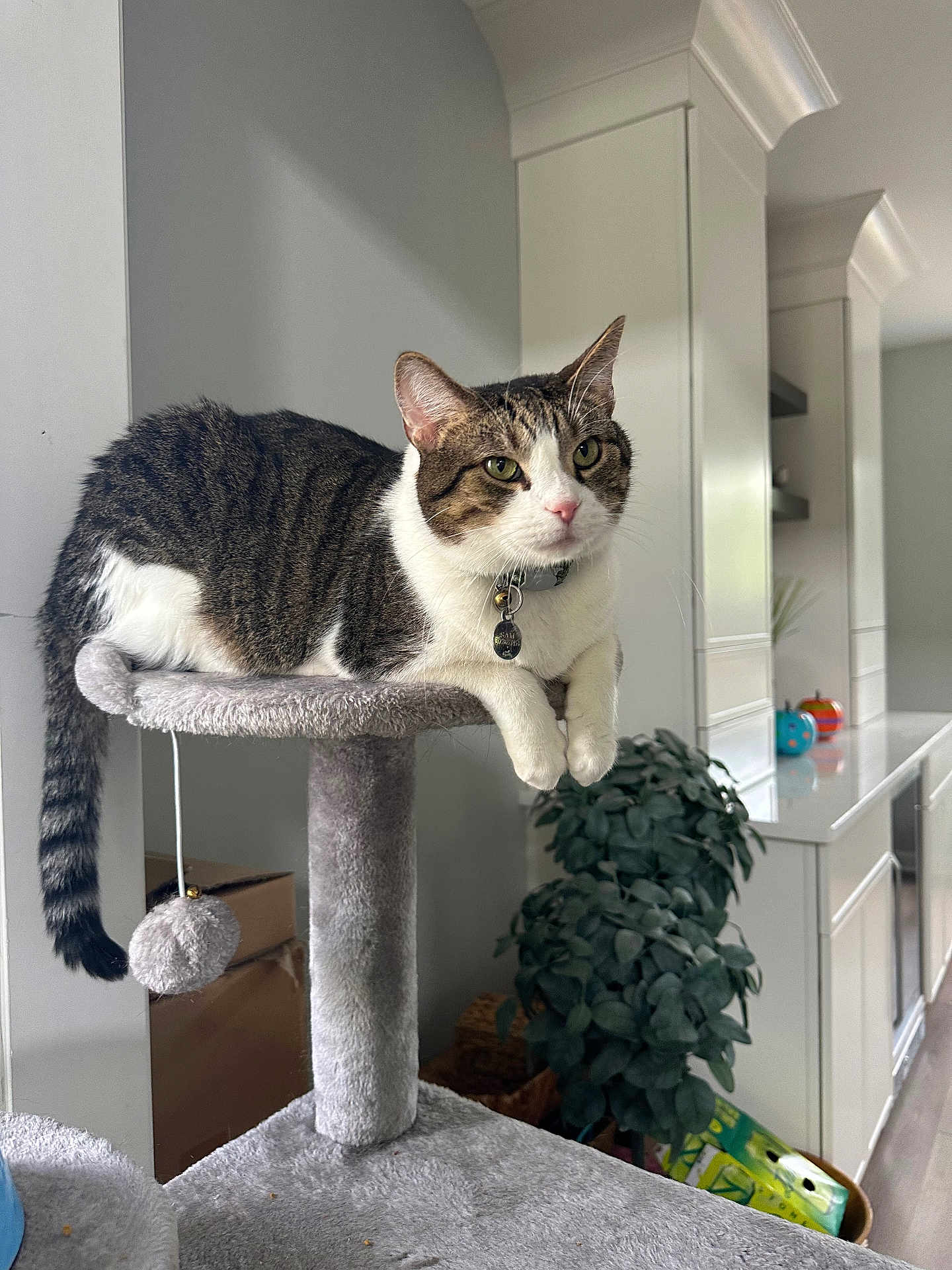 Chicken is registered to the contest to win money with this photo: cat, tabby, white, pet, indoor, cat_tree, feline, animal, plant, home, relaxed, leisure, fur, whiskers, collar, toy, gray, curious, domestic, resting