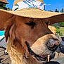 dog, golden_retriever, hat, straw_hat, outdoor, sunny, blue_sky, smiling, pet, canine, close_up, animal, summer, relaxed, tongue_out, furry, domestic_animal, nature, daytime, portrait