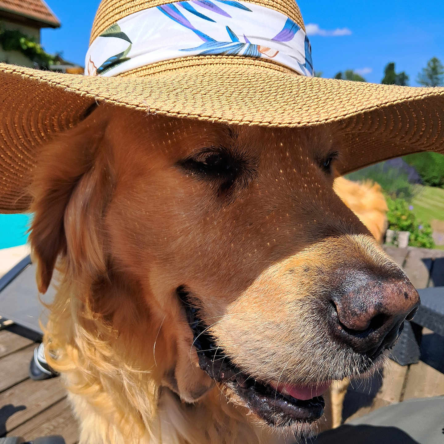 Léo participe au concours pour gagner de l'argent avec cette photo : animal, blue_sky, canine, close_up, daytime, dog, domestic_animal, furry, golden_retriever, hat, nature, outdoor, pet, portrait, relaxed, smiling, straw_hat, summer, sunny, tongue_out