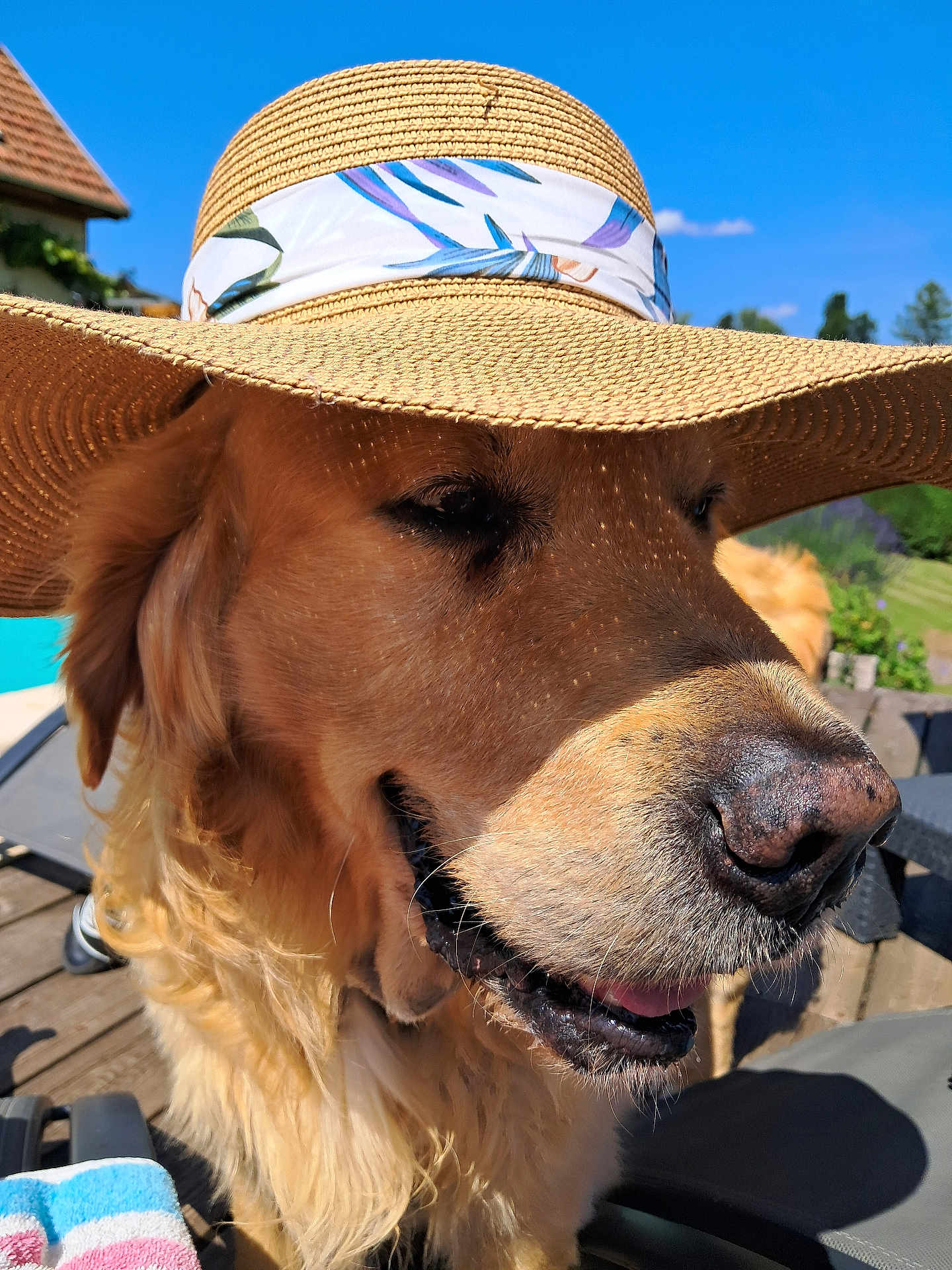 Léo participe au concours pour gagner de l'argent avec cette photo : dog, golden_retriever, hat, straw_hat, outdoor, sunny, blue_sky, smiling, pet, canine, close_up, animal, summer, relaxed, tongue_out, furry, domestic_animal, nature, daytime, portrait