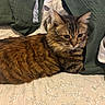 Baby Kitty joined the competition — help win amazing prizes! cat, tabby, brown_fur, pet, indoor, bed, pillow, floral_pattern, cozy, resting, fur, whiskers, ears, animal, cute, domestic, feline, sleepy, relaxed, soft
