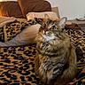Baby Kitty joined the competition — help win amazing prizes! cat, tabby, fluffy, pet, animal, indoor, curious, wide_eyes, sitting, blanket, leopard_print, bedroom, pillow, cozy, furniture, domestic, feline, whiskers, fur, cute