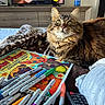 cat, tabby_cat, sharpie_markers, coloring_book, dog_illustration, blanket, remote_control, television, furniture, indoor, cozy, pet, fur, bed, art_supplies, relaxing, closeup, living_room, household, couch