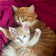 Aïna participe au concours pour gagner de l'argent avec cette photo : abyssinian, animal, blanket, cat, couch, furniture, hardwood, kitten, manx, person, pet, quilt, siamese, sleeping, wood