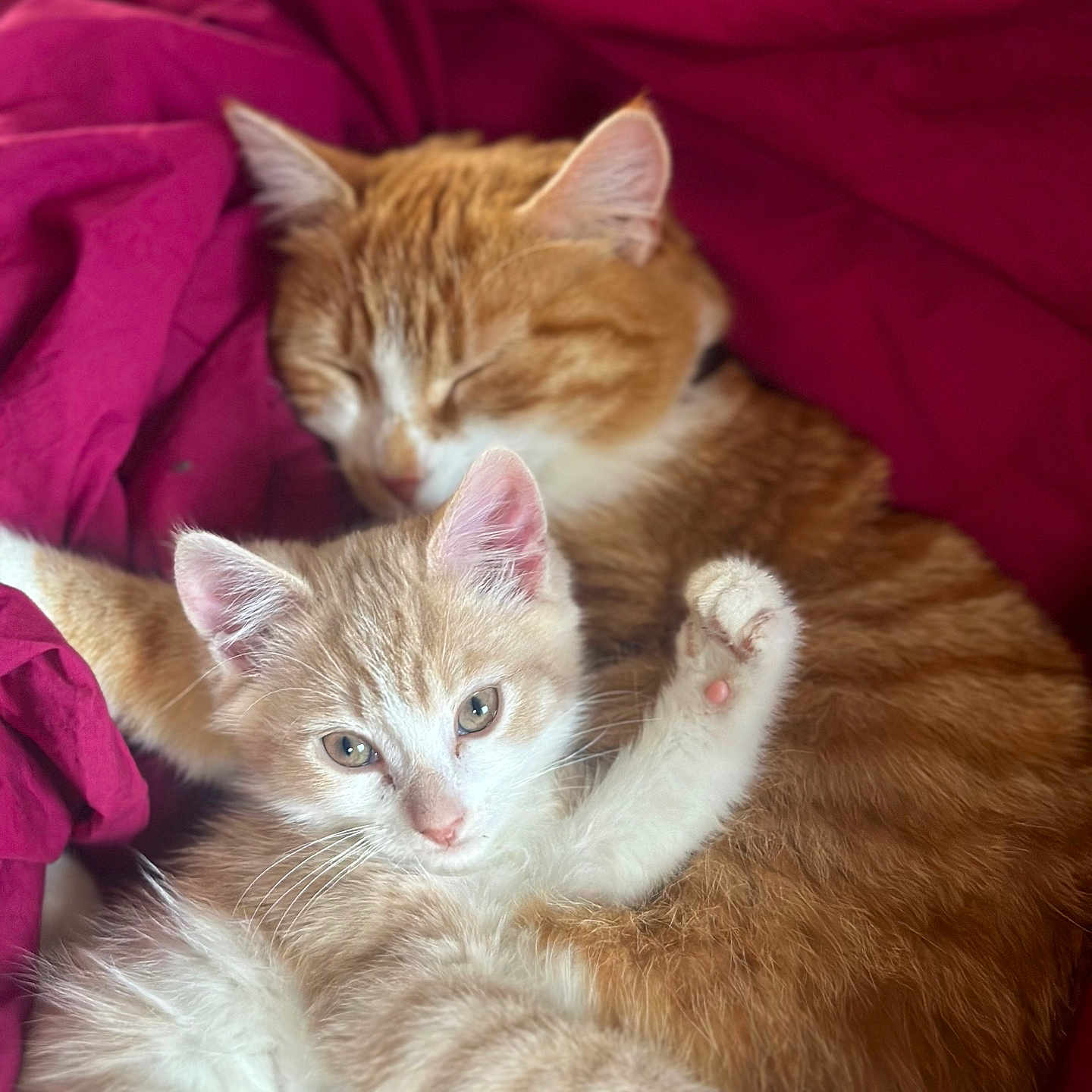 Aïna participe au concours pour gagner de l'argent avec cette photo : abyssinian, animal, blanket, cat, couch, furniture, hardwood, kitten, manx, person, pet, quilt, siamese, sleeping, wood