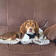 Chipper joined the competition — help win amazing prizes! animal, beagle, blanket, brown, canine, collar, comfortable, couch, dog, ears, fur, furniture, home, indoor, looking_at_camera, pet, portrait, relaxed, resting, white