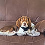 animal, beagle, blanket, brown, canine, collar, comfortable, couch, dog, ears, fur, furniture, home, indoor, looking_at_camera, pet, portrait, relaxed, resting, white