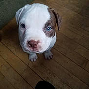 Kingston is registered to the contest to win money with this photo: puppy, dog, blue_eyes, white_fur, brown_patch, floor, wooden_floor, couch, indoor, pet, looking_up, small_dog, curious, young_dog, animal, domestic_animal, cute, sitting, close_up, footwear