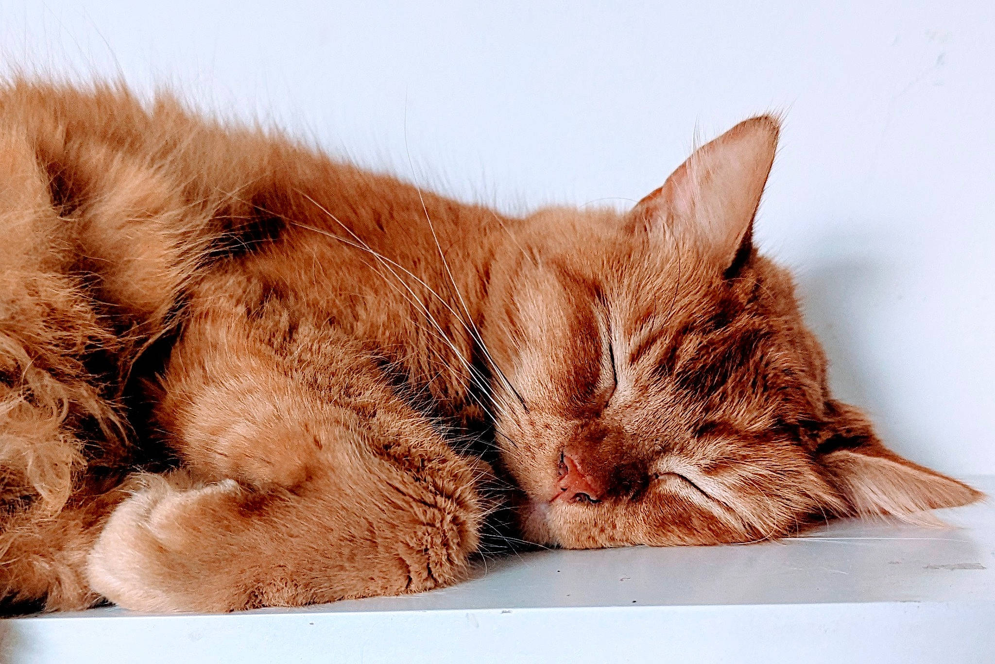 Tinkerbell joined the competition — help win amazing prizes! carnivore, cat, claw, close_up, comfort, domestic_short_haired_cat, ear, fawn, felidae, fur, liver, nap, paw, sleep, small_to_medium_sized_cats, snout, tail, terrestrial_animal, whiskers, wood